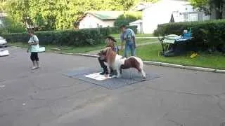 Cowboy and performing minihorse on kids birthday. Ковбой и мини-лошадка на детском празднике