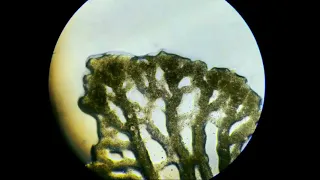 Physarum polycephalum cytoplasmic streaming timelapse.