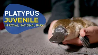 Platypus juvenile found in Royal National Park