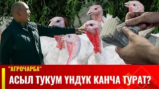 Асыл тукум үндүк канча турат? | Агрочарба