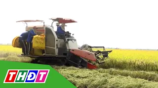 Khu 2.600 ha của huyện Hồng Ngự thất thu vụ lúa Đông Xuân muộn | THDT