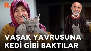 Ormanda karşılaştı, peşinden köye kadar geldi... Vaşak yavrusuna kedi gibi baktılar