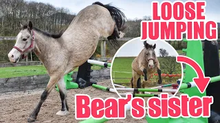 LOOSE JUMPING MY VERY SPICY PONY ~ Can Bear's sister jump?! | Equestrian vlogmas