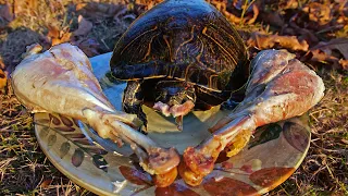 Turtles Love Thanksgiving!