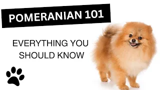 Pomeranian 101 - Everything You Need to Know About this Breed