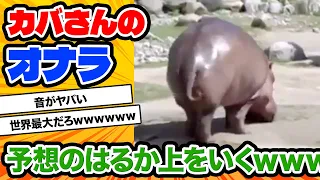 【2ch動物スレ】カバのおなら凄すぎワロタｗｗｗｗｗ