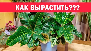 Кротон - 3 главных правила ухода! Формирование, пересадка, размножение кодиеума