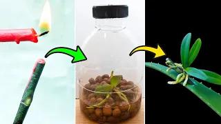 Few people know that orchids can propagate super fast like this | Just use aloe vera