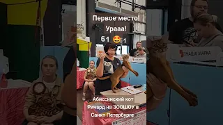 ЗООШОУ в Санкт-Петербурге 🤗 Абиссинский кот Ричард на выставке! 😻 #экспофорум #зоошоу2023