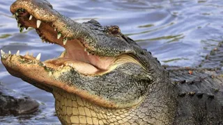 Giant Alligator TRYS TO ATTACK !!! Crappie Catch & Cook