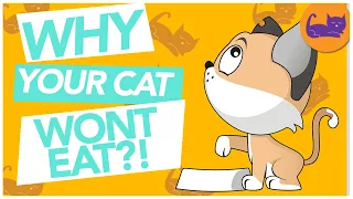 Why Your Cat is Refusing to Eat - TOP REASONS + EXPLANATION