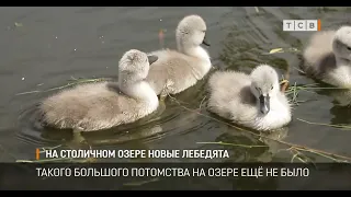 На столичном озере новые лебедята