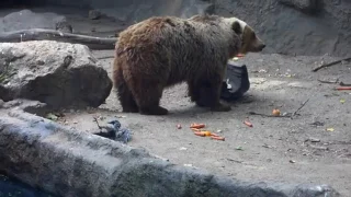 Медведь спасает ворону.