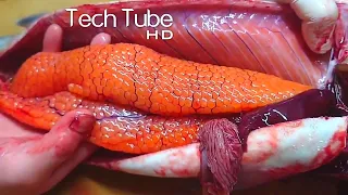 Amazing Wild Salmon Egg Harvesting | Automatic Fish Egg Fertilization Technology