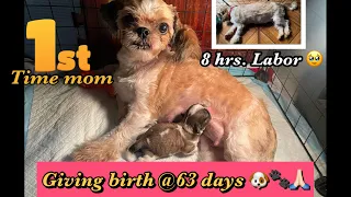 SHIHTZU GIVE BIRTH AT 63 DAYS PREGNANT | First Time Mommy