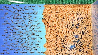 1000 Ants Versus 1000 Maggots... Who Will Win?