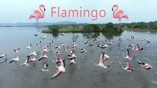 Flamingos 4K Aerial Video by ARS Aerial Video Photography (Ultra HD)