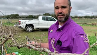 Pruning Muscadines