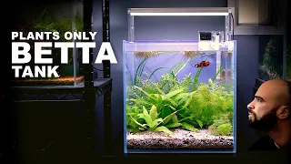 Aquascape Tutorial: BETTA FISH CUBE AQUARIUM Plants Only (How To: Step By Step Planted Tank Guide)