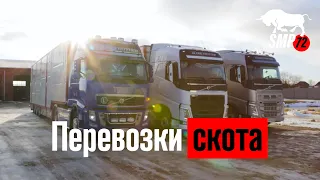 Перевозки скота по России, СНГ и за рубежом | cattletruck.ru