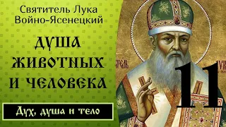 11/24 Душа животных и человека.Ч.2☦️Лука Войно-Ясенецкий @SpasenieVoHriste