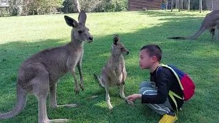 20230206-Lone Pine Koala Sanctuary-Kangaroo Encounter-03龍柏無尾熊動物園