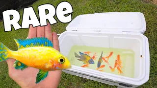 Catching Colorful Fish For My MEGA Bait Tank!!