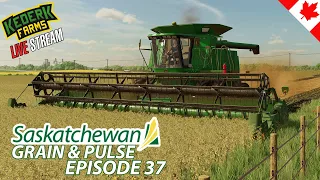 🔴 Lentil Harvest & Canola Swathing on Edgewater Saskatchewan Grain & Pulse - EP 37