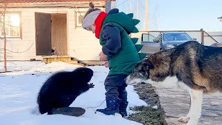 THE BEAVER GNAWED THROUGH THE DOOR AND FOUGHT FOR A CHOCOLATE BAR / Walking with a beaver and dogs