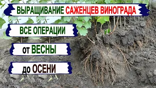 🍇 Еще не поздно! Самый ПРОСТОЙ СПОСОБ выращивания САЖЕНЦЕВ винограда в школке. Результаты в конце