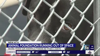 Animal Foundation in critical space crisis, takes in over 400 animals in 4 day