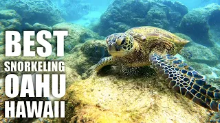 The BEST Snorkeling on Oahu: Shark's Cove North Shore