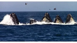 Whale Watching on the Monterey Bay