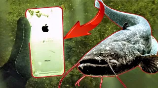 MONSTER WELS (2m) & IPhone bei SCHATZSUCHE Unterwasser mit METALLDETEKTOR gefunden!! Sondeln/Tauchen