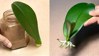 Magical Planting Method That Makes Orchid Leaves Grow Roots Instantly