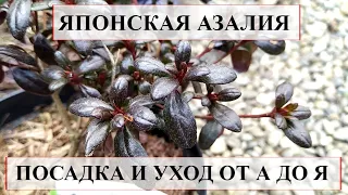 Японская АЗАЛИЯ посадка и уход  от А до Я | ВСЕ ЧТО НУЖНО ЗНАТЬ О ПОСАДКЕ АЗАЛИИ