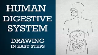 Easy way to draw human #digestive system | Life processes| NCERT class 10 | science | CBSE | biology