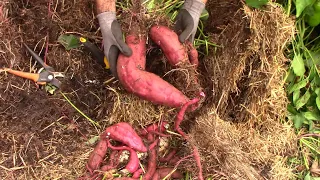 Straw Bale Sweet Potatoes - Four Types Grown In A Straw Bale