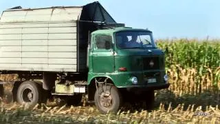 DDR IFA W 50 Maissilage abfahren !