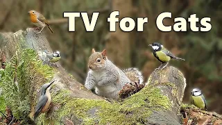 Cat TV Videos ~ Birds and Squirrels for Cats to Watch Forest Extravaganza ⭐ 8 HOURS ⭐