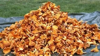 How to find 20 kg chanterelles in a day! Lets follow the Chanterelle king for a day.