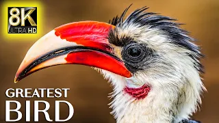 The Greatest BIRD COLLECTION 8K ULTRA HD 60FPS HDR - Wildlife and Animals with Real Nature Sounds