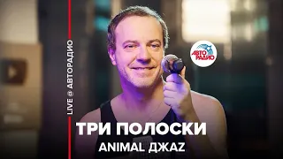 Animal ДжаZ - Три Полоски (LIVE @ Авторадио)