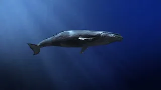 Water Whale - SOUND EFFECT