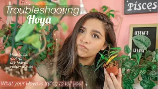 How to Troubleshoot Hoya | What to do when your Hoya is dying!