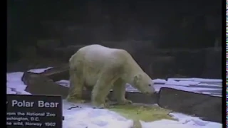 the last polar bear - memory hole