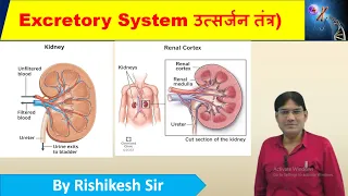 Excretory System | उत्सर्जन तंत्र |Biology Full Course Top 60+ MCQs  By Rishikesh Sir