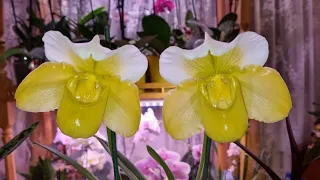 Обзор Орхидей Пафиопедилум | Венерины Башмачки | Paphiopedilum