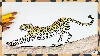 How to draw a leopard stretching step by step
