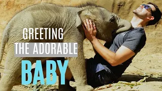 Baby Elephant Surprises Visitors with a Hug, Blue Daily Elephant Care Sanctuary, Chiang Mai Thailand